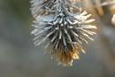 1000 Frost Coated Thistle Head.
